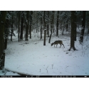 ForestCam LS-870