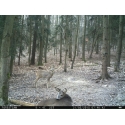 ForestCam LS-870